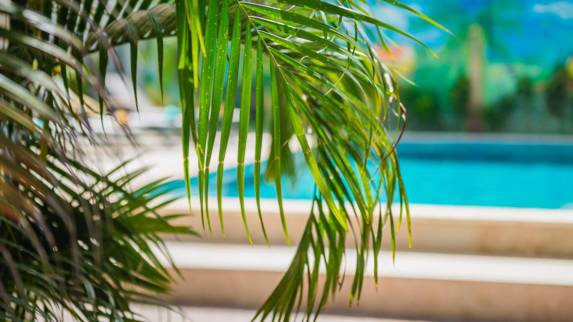 Casita Palma Boutique Resort Playa Exteriör bild